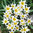 Botanische Tulpen Wildtulpe Turkestanica Gr. 6/7, Weiss mit Gelb (50 Stück)