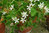 Dreieckiger Sauerklee Oxalis triangularis ssp. papilionacea 10 Stück