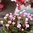 Sauerklee Autumn Pink - Oxalis Autumn Pink (10 Stück)