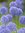 50 Allium Caeruleum, Sibirischer Enzianlauch, Blaulauch, Fliederlauch Gr. 5
