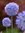 50 Allium Caeruleum, Sibirischer Enzianlauch, Blaulauch, Fliederlauch Gr. 5