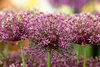 Neu: Mittelhohe Allium "Miami" Gr. 9+ (10 Stück) beliebt bei Bienen und Schmetterlingen!