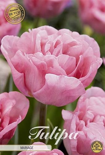 7 späte gefüllte Tulpen Late Mariage Gr. 12+ Rosa