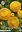 20 Ranunculus / Ranunkel gelb Gr. 6/7 (Knollen/Rhizome)