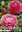 20 Ranunculus / Ranunkel rosa Gr. 6/7 (Knollen/Rhizome)