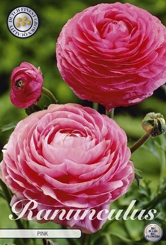 50 Ranunculus / Ranunkel rosa Gr. 6/7 (Rhizome, Knollen)