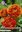 20 Ranunculus / Ranunkel orange Gr. 6/7 (Rhizome, Knollen)
