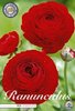 20 Ranunculus / Ranunkel rot Gr. 6/7 (Rhizome, Knollen)