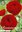 50 Ranunculus / Ranunkel rot Gr. 6/7 (Rhizome, Knollen)