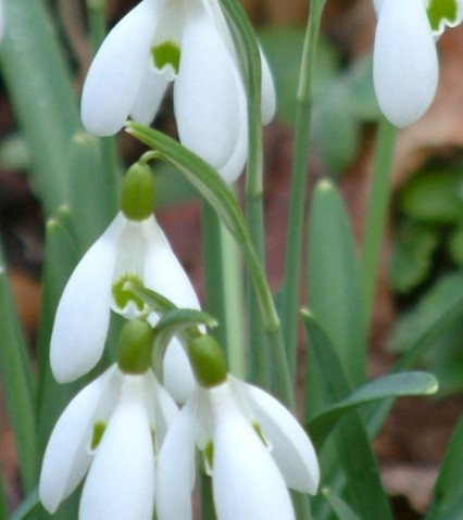 3 Blumenzwiebeln Galanthus Atkinsii, weiße Schneeglöckchen