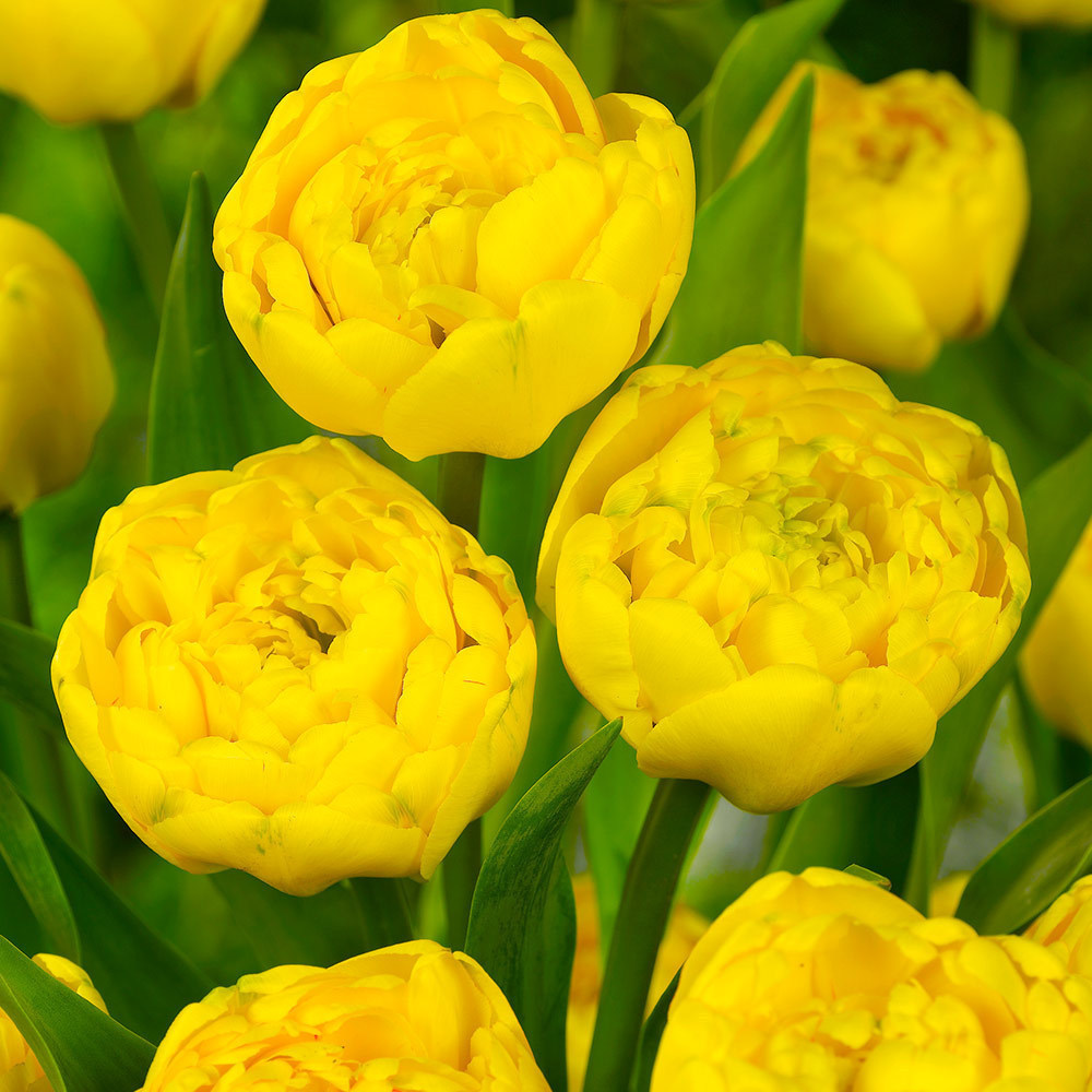 100 Tulpen Blumenzwiebeln, späte gefüllte Tulpe 'Yellow Pomponette' Pflanzgut Gr. 9/11