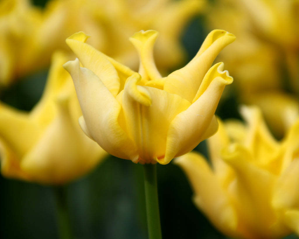 100 Blumenzwiebeln Fosteriana-Tulpen 'Golden Crown', Pflanzgut Gr.  9/11