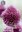 Allium Sphaerocephalon, Zierlauch, Gr. 5/6, Lila (100 / 500 Stück)