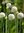 Weiße Allium White Cloud 100 / 500 Blumenzwiebeln Gr. 4+