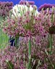 20 Allium Toabago, Zierlauch Gr. 10 Violett Neu!