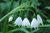 40 Blumenzwiebeln späte Märzenbecher Leucojum Aestivum Gr. 10/12 dicke Knollen