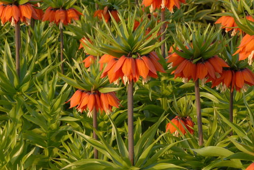 125 Blumenzwiebeln Gr. 20/24 Orange Kaiserkronen Fritillaria imperialis aurora (Originalgebinde)