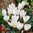 HERBSTBLÜHERSORTIMENT: 3x 50 herbstblühende Krokusse (versch. Farben) und 5 Riesen-Herbstzeitlose