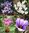 HERBSTBLÜHERSORTIMENT: 3x 50 herbstblühende Krokusse (versch. Farben) und 5 Riesen-Herbstzeitlose