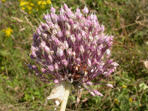 20 Allium Ampeloprasum Gr. 6, Zierlauch / Ackerlauch