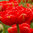 20 Tulpen Blumenzwiebeln "Miranda" (rote gefüllte späte Tulpe) Gr. 10/11