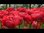 100 Tulpen Blumenzwiebeln "Miranda" (rote gefüllte späte Tulpe) Gr. 10/11