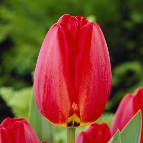 langstielige rote Darwin Hybride Tulpen Parade Gr. 10/11 (100 Stück)