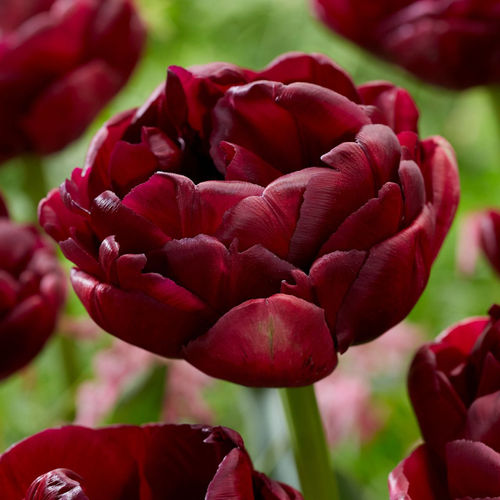 20 Spätblühende gefüllte rote Tulpen  "Roadstar"  Gr. 10/11
