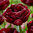 100 Spätblühende gefüllte rote Tulpen "Roadstar" Gr. 10/11