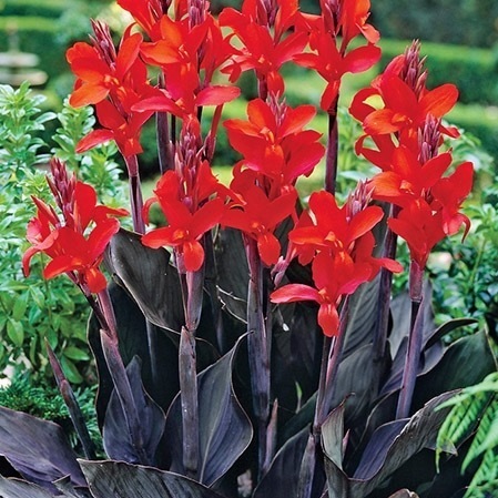 Bronzelaubige rote Canna (indisches Blumenrohr) "Black Knight" 1 kräftiges Rhizom
