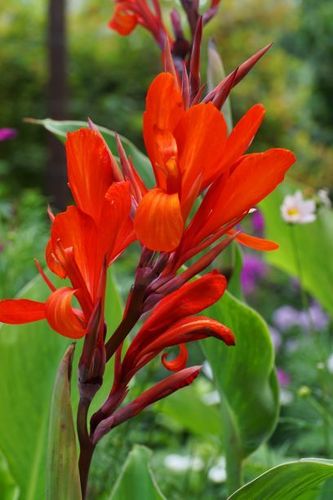 Rote Canna (indisches Blumenrohr) "Brillant" 1 kräftiges Rhizom