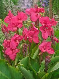 Pinkfarbene Canna (indisches Blumenrohr) "Empire" 1 kräftiges Rhizom