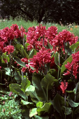 Kirschrote Canna (indisches Blumenrohr) "Pfitzer´s Cherry Red" 1 kräftiges Rhizom