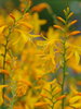 Gelb-orange großblütige Montbretie Crocosmia ' Norwich Canary' (10 Stück) Gr. 7/8