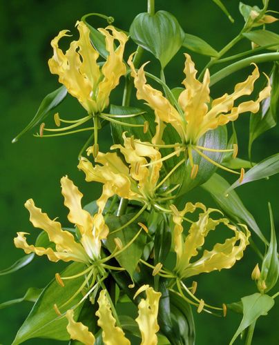 Gelbe Schmucklilie, Gloriosa Lutea (Ruhmeskrone) Gr. 12/15 -1 Rhizom -