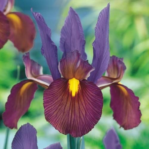 50 blaue Schwertlilien Iris hollandica Tigereye®