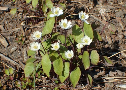 Jeffersonia diphylla - Zwillingsblatt 1 Knolle