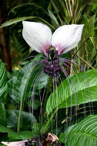 Weiß / lila Fledermausblume Tacca nivea