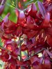 Duftende Riesen-Tiger- Lilie "Red Velvet" rote Riesenblüten!  Gr. 16-18 (2/5/10 Stück)