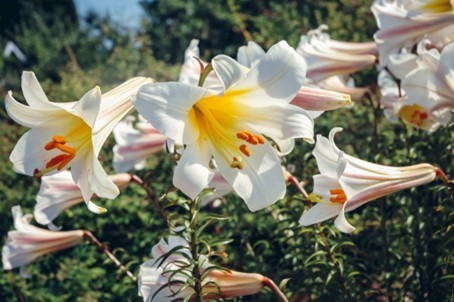 Königslilie - Duftende weiße Trompeten- Lilie "Regale"  Gr. 16-18 (2/5/10 Stück)