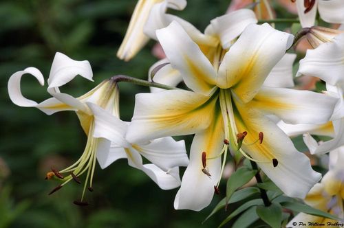 Duftende Baum- Lilie "Mr. Pistache" weiß-gelbe Riesenblüten!  Gr. 20-22 (2/5/10 Stück)