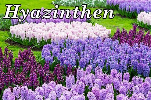 Hyazinthen_Kasten