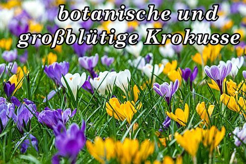 botanische_krokus_box3